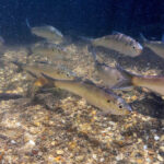 Peces nadando en un río con fondo de grava y piedras